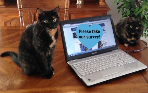 survey-cats