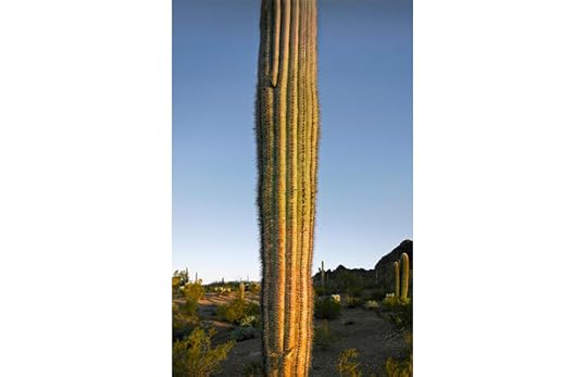 web2_Saguaro-trunk-at-dawn-KLETT