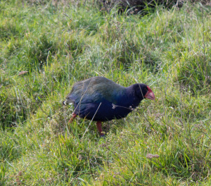 The Takahe.