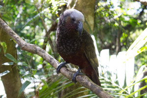 weka posing
