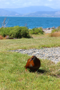 The Weka - another cheeky scrounger that you have to watch your lunch with.