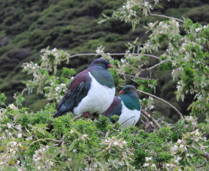 The Kereru, wood pigeon.