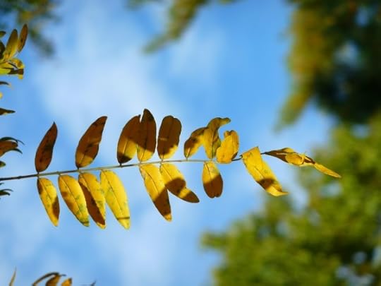 honeylocustbranch
