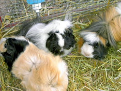 Flossy, Mephitis, and Harlequin