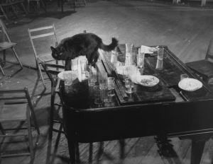 piano cat