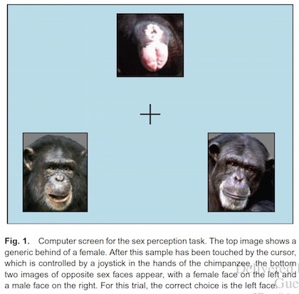 chimp-butt