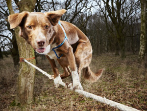 Ozzy - Fastest Crossing Of A Tightrope By A Dog Guinness World Records 2013 Photo Credit: Paul Michael Hughes/Guinness World Records Location: Norfolk, UK