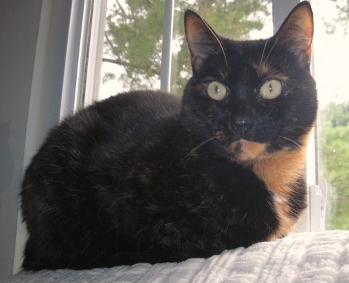 tortoiseshell-cat