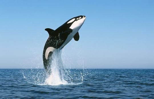 Killer Whale