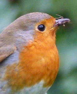 robin