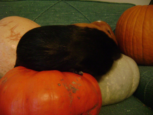 Murderface turns away from the pretty sentences. She was a “no bullshit” kind of pig; unfortunately not a “deathless” kind of pig. 