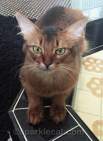 Somali cat, cat, tile bathroom, cat hunting flies, pretty cat