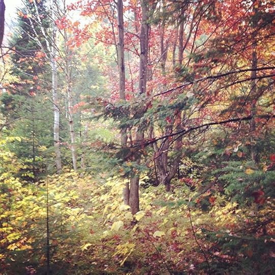 Mille et une couleures #fall #laurentides