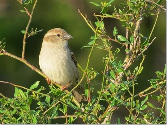 Finch