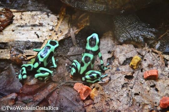 7 Things to do in Dominical | Two Weeks in Costa Rica