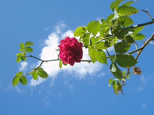 At midday. In full sun.