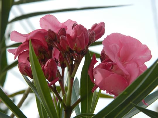 beach and flowers 015