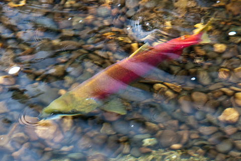 Photo: Salmon face an upstream battle in election