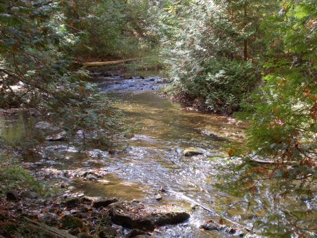 Near a stream at Hoggs Falls