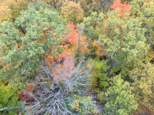 Itasca State Park View From Tower