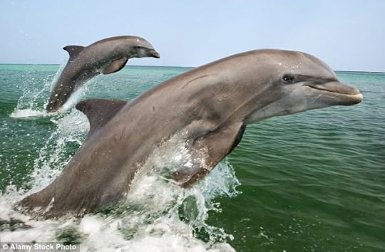 Under threat: Playful bottlenose dolphins seem like happier, carefree versions of ourselves, but are dying torturous deaths