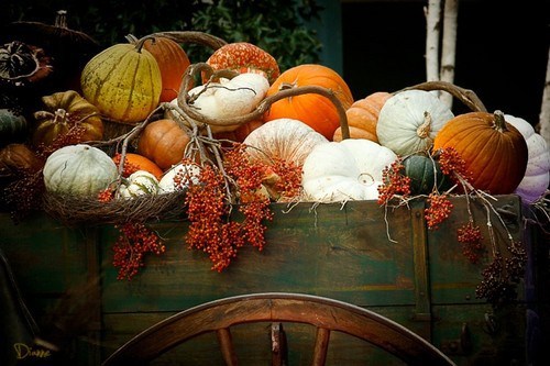 Pumpkin1
