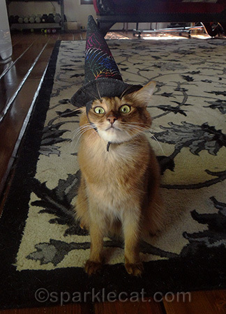 somali cat, cat in witch hat, cat halloween
