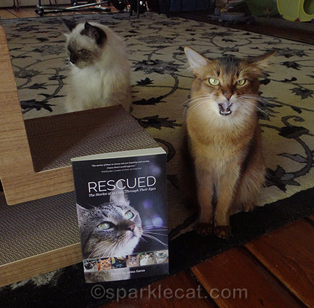cats, Rescued book, somali cat, cat outtake