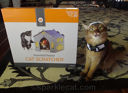 Somali cat, cat in costume, Halloween cat, cat with haunted house, cat outtake