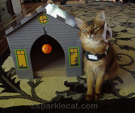 cat with haunted house, Somali cat, cat in skeleton costume, cat outtake