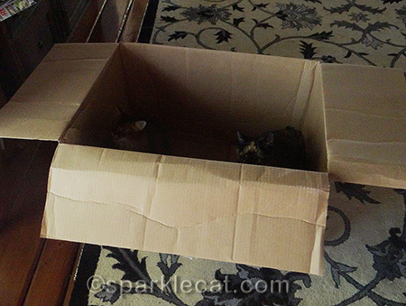 cats in a box, cats and boxes