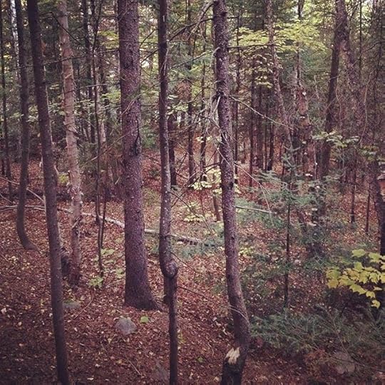 Enchanted forest #forest #laurentides