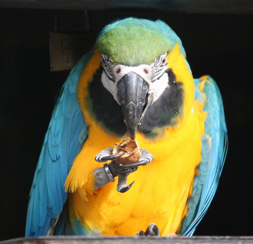Ara_ararauna_-eating_-Wilhelma_Zoo-8-2rc.jpg