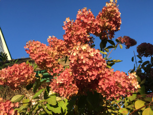 Hydrangeas