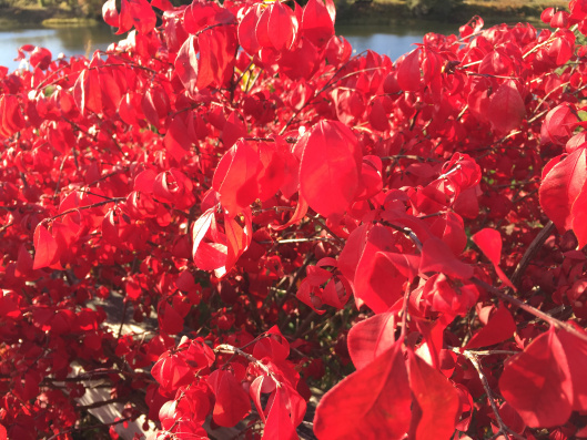 Burning bush