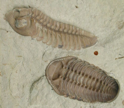 1280px-Kainops_invius_lateral_and_ventral.JPG