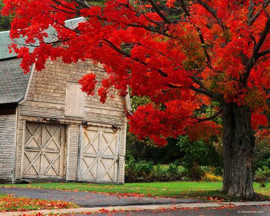 autumn_ny