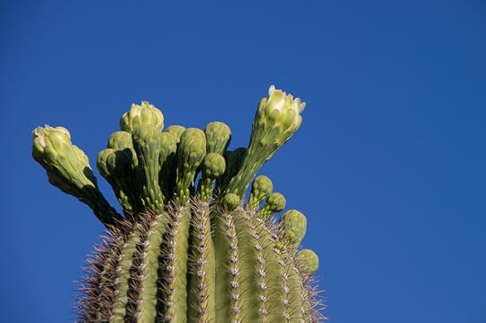 Bbudding Cactus Top