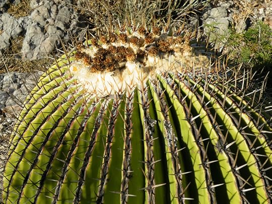 Echinocactus platyacanthus