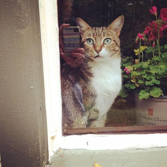 Lili Boom #catsofinstagram #cats