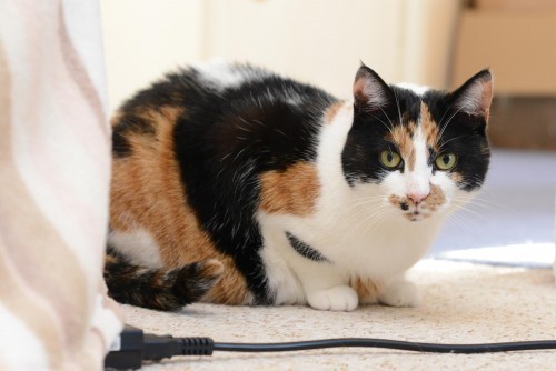 male-tortoiseshell-cat