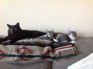 kittyfamily