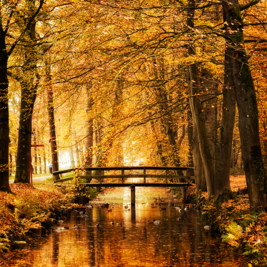 Amber Autumn