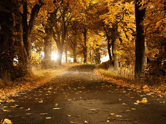 Golden Autumn 4