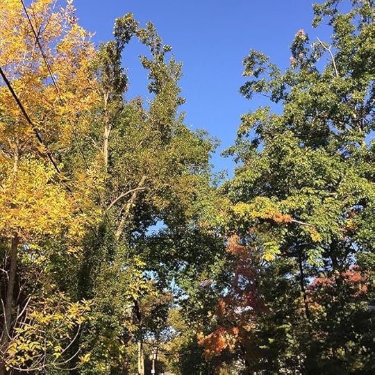 The trees are beginning to change. Slowly but surely. #ig2015 #365days #dailyphoto #fall #autumn
