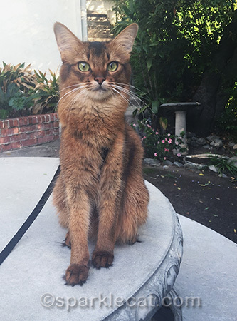 Somali cat, cat outside, cat photography, cat on table