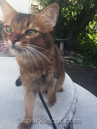 cat in motion, cat photography, somali cat, outside cat