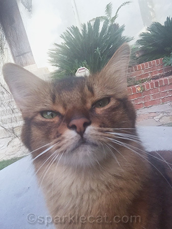 cat photography, cat selfie, cat outtake