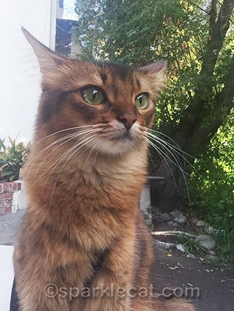 Somali cat, airplane ears cat, outside cat