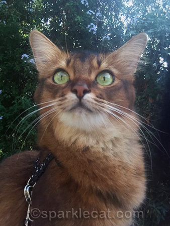 Somali cat, cat photography, outside cat, pretty cat, cat portrait, cat selfie